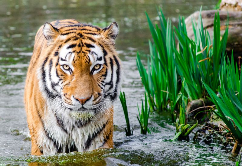 Khulna Division
